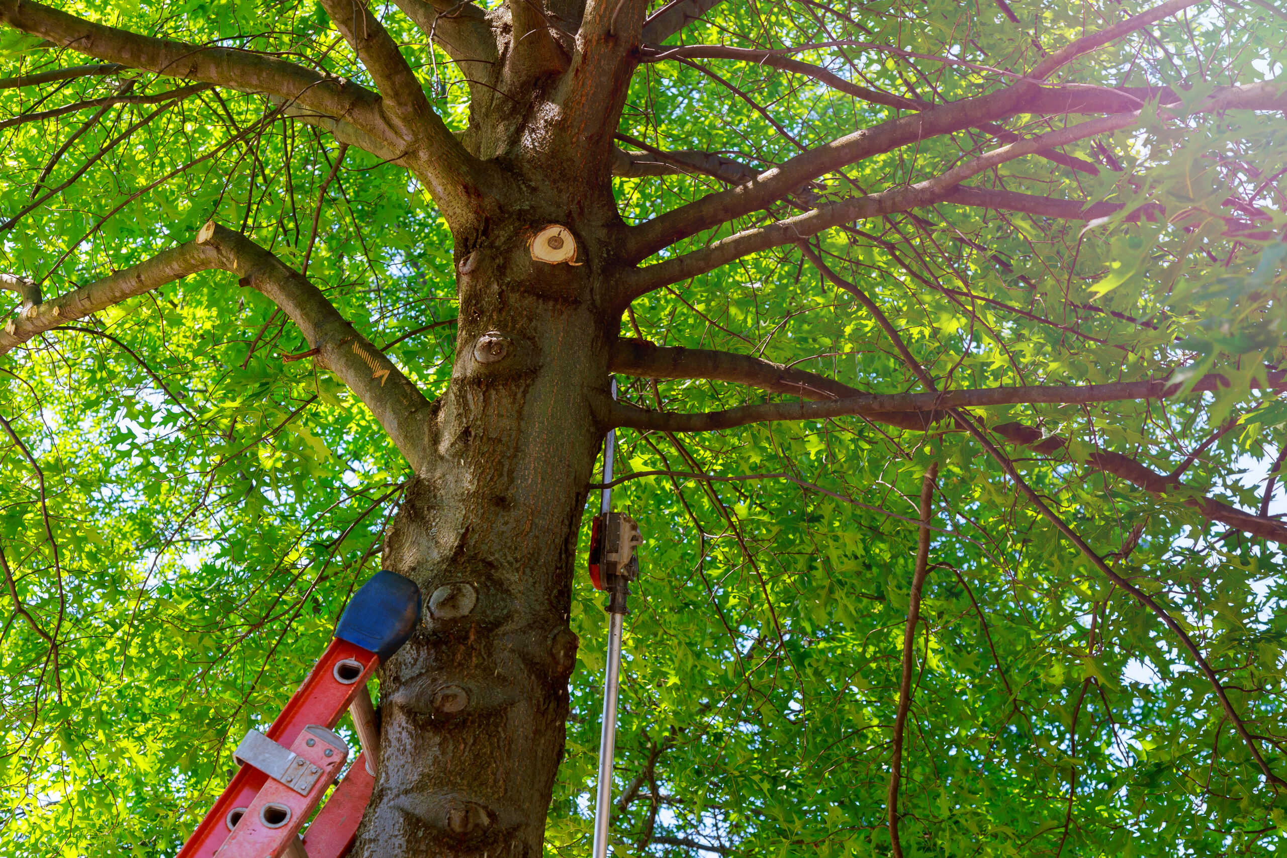 tree trimming upper west side